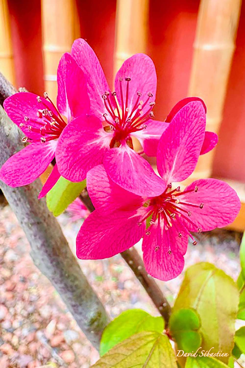 Cathdad créations Les fleurs qui nous entourent